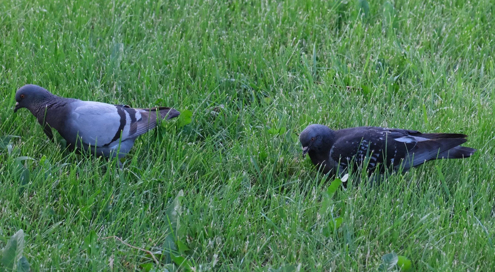 Two medium-sized pirds in profile facing left, walking in grass. The left bird has a dark head and gray back with two dark stripes across it. The right bird is all dark with a couple of small white patches on its back.