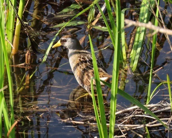 A medium-sized bird seen from behind, head turned left, standing in water by green sedges. Thick bright yellow beak. edging into a gray triangle that includes the dark eye. Back is brown with white-scalloped feathers.