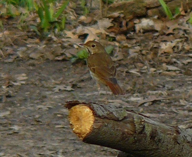 Reddish brown bird seen from behind, standing on a stump, looking left. The long tail is more red than the body. The bird has a dark eye with a faint eye ring. The underside is gray.