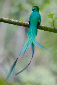 Male Respledant Quetzal Photo by Robert Cahill