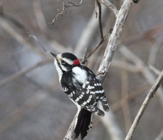 Downy Woodpecker - photo by Fran Morel