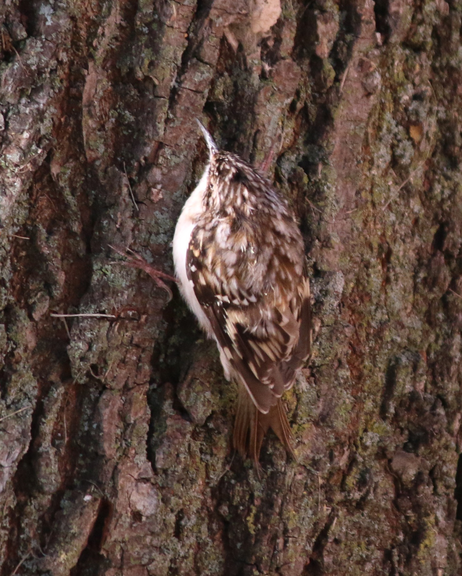Brown Creeper - photo by Andrew Aldrich