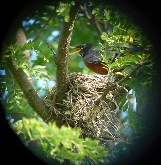 American Robin - photo by Geoff Williamson
