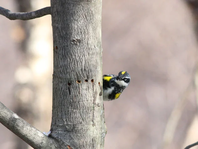 Trip Report: Earth Day Montrose Bird Walk and Beach Sweep - 2013 April 20