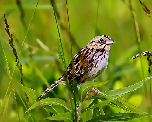 Henslow's Sparrow - photo by Scott Ellis