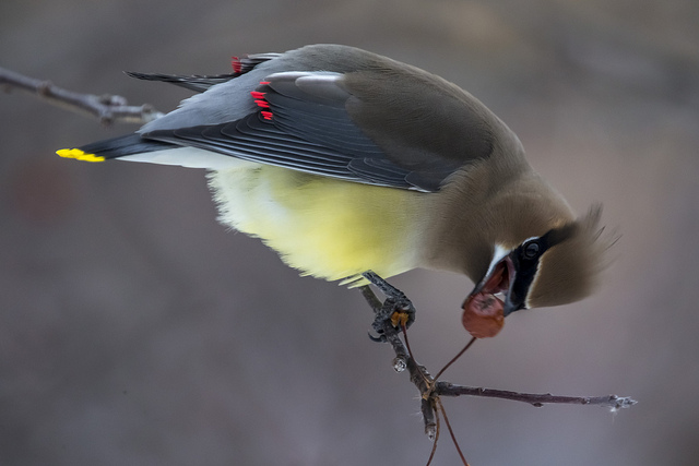Cedar Waxwing - photo by Scott Ellis