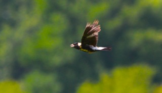 Bobolink - photo by Christine Shepherd