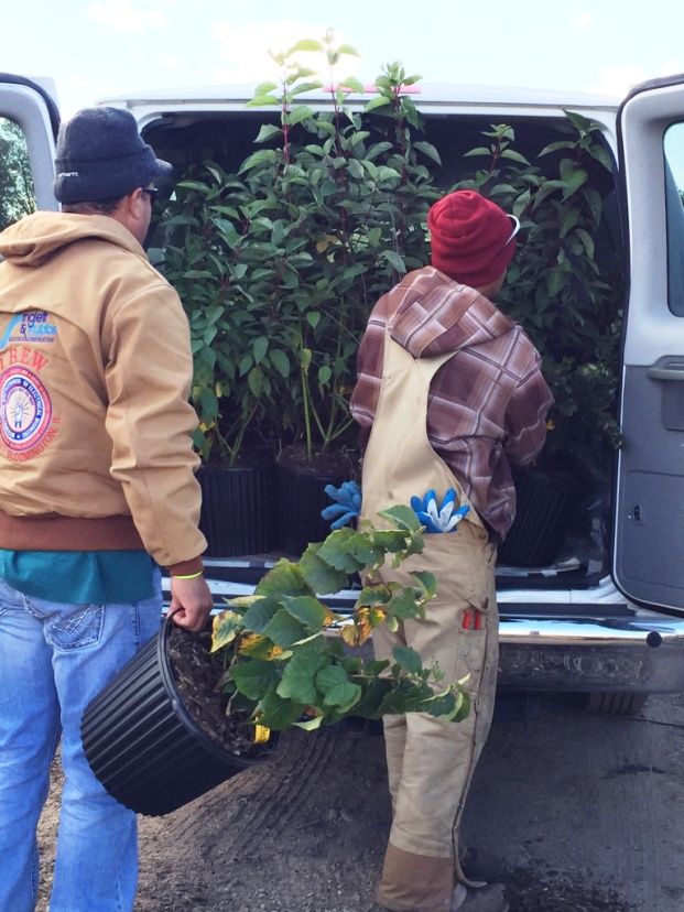 Shrubs being loaded at Possibility Place, destination LaBagh! Picking up shrubs in Monee saves COS $500 delivery charge.