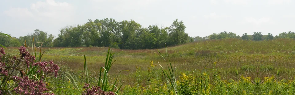 Trip Report:  Orland Grasslands - 2017 April 29