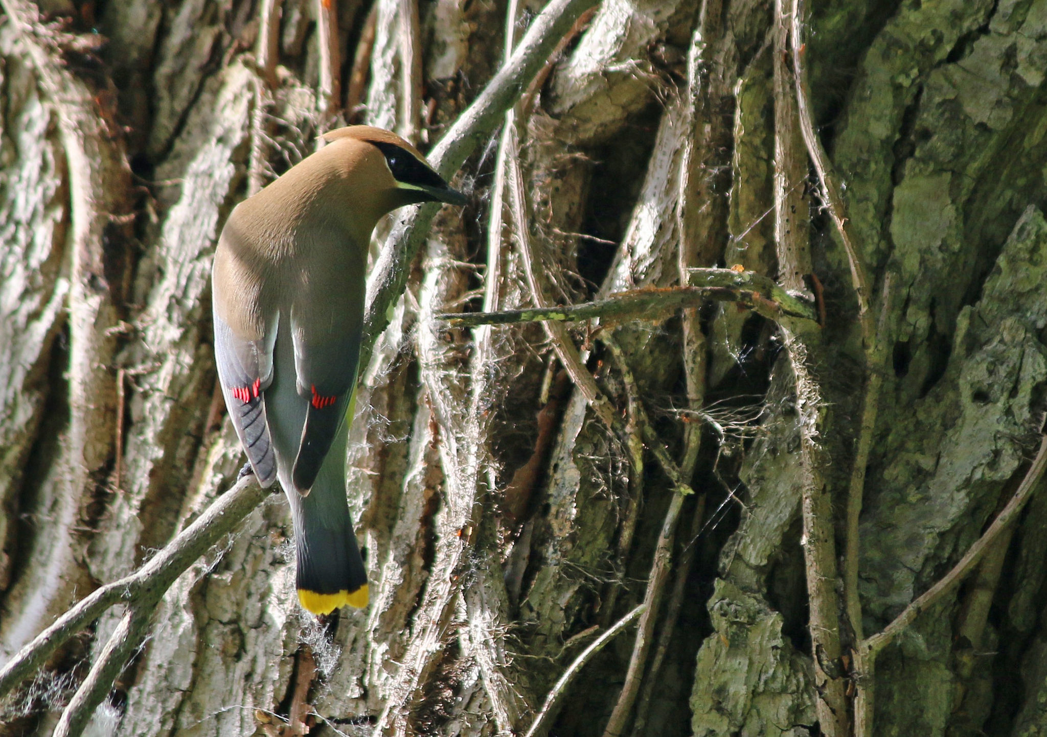 Cedar Waxwing collecting webs for a nest