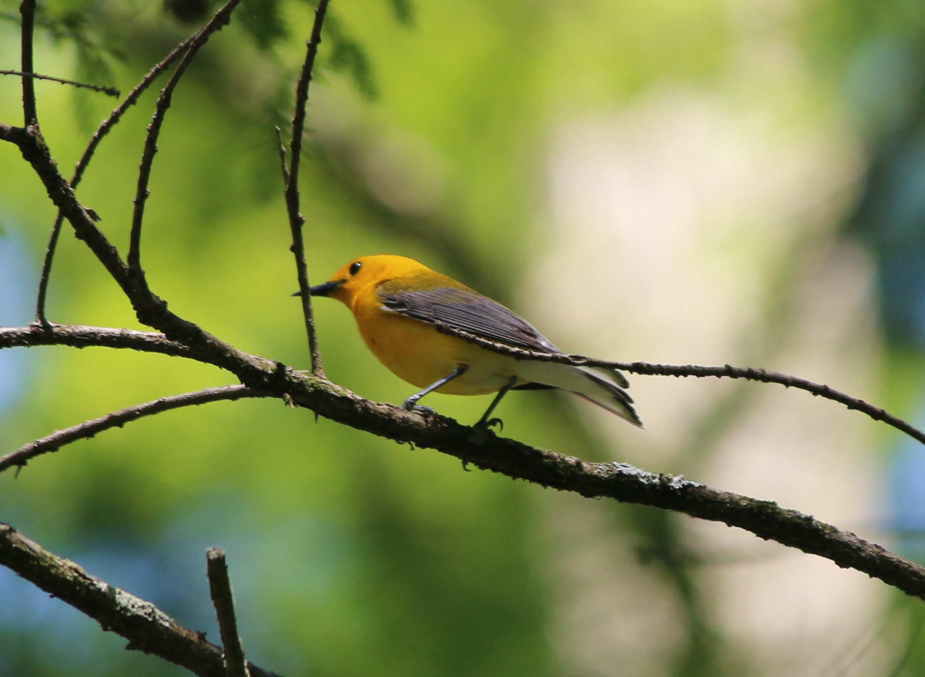 Prothonotary Warbler