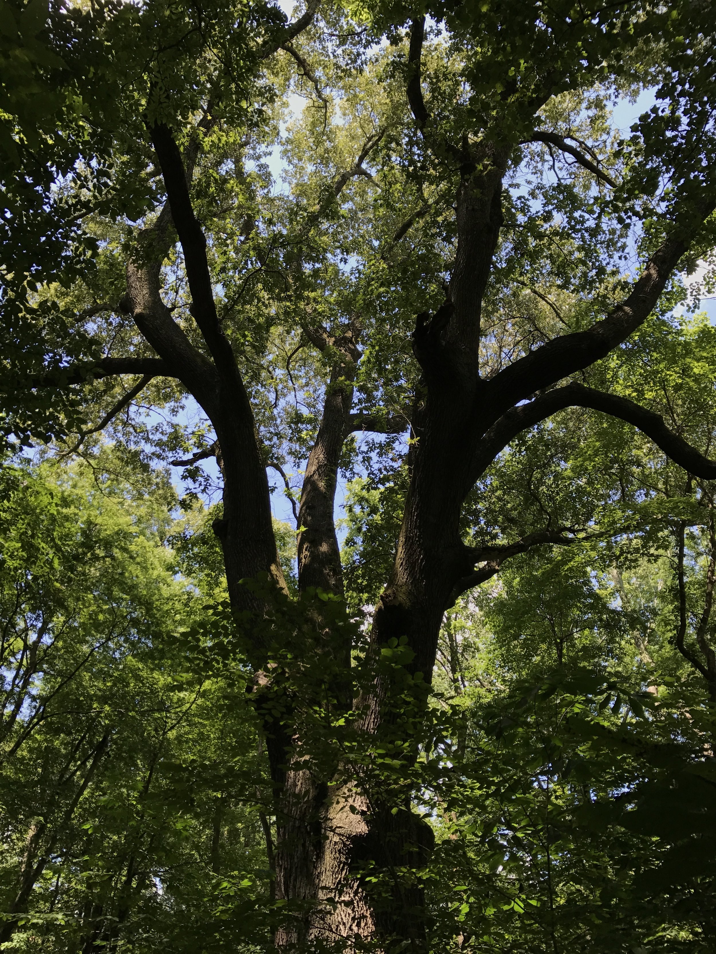 Cherrybark Oak