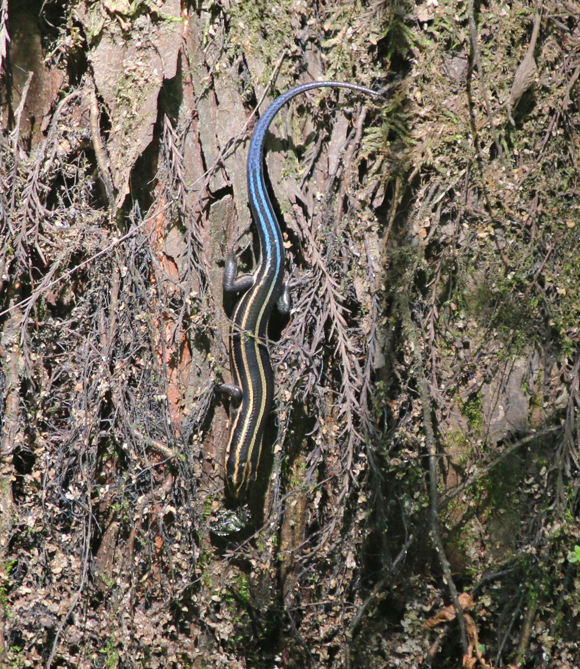 Five-lined Skink