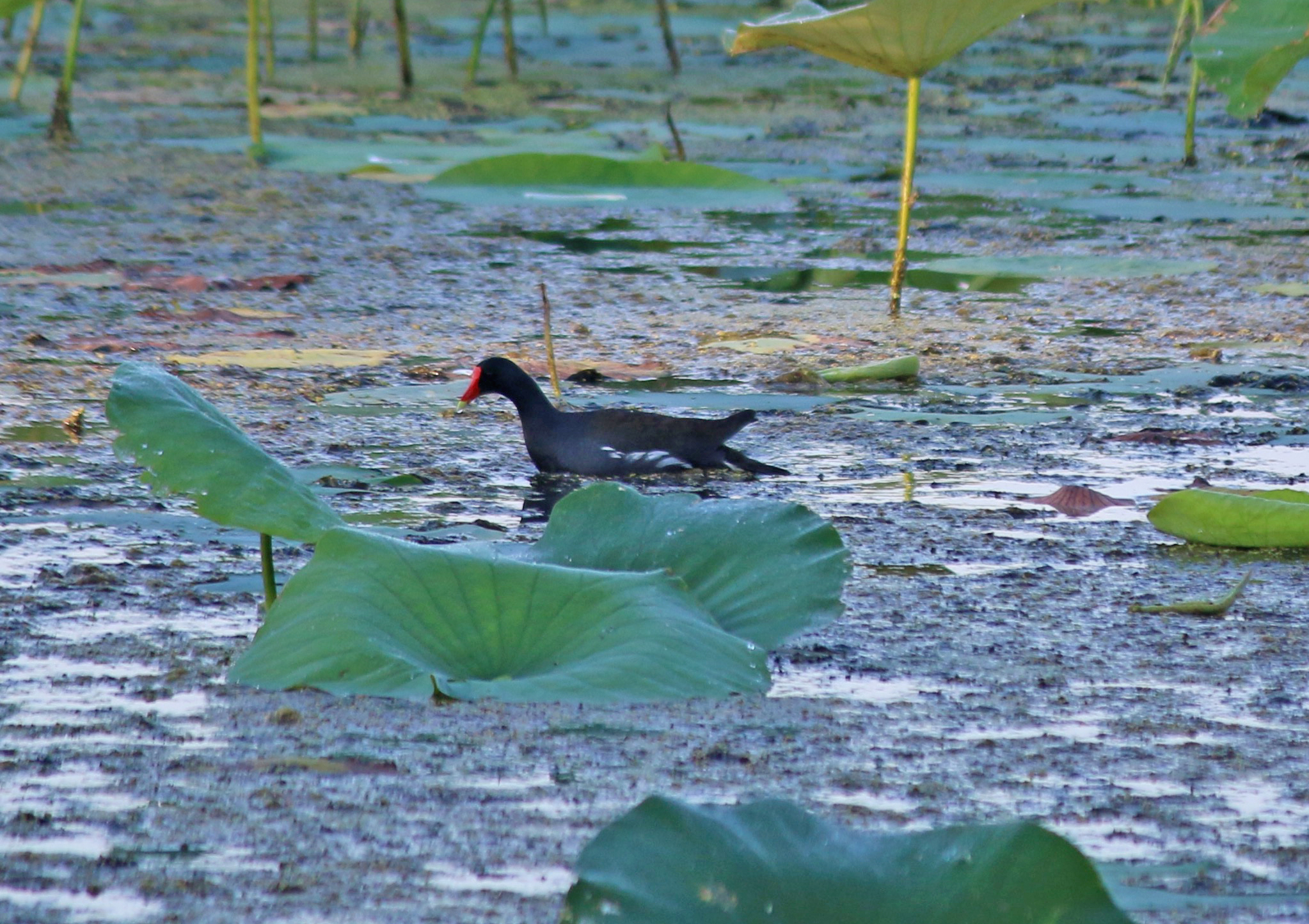 Common Gallinule