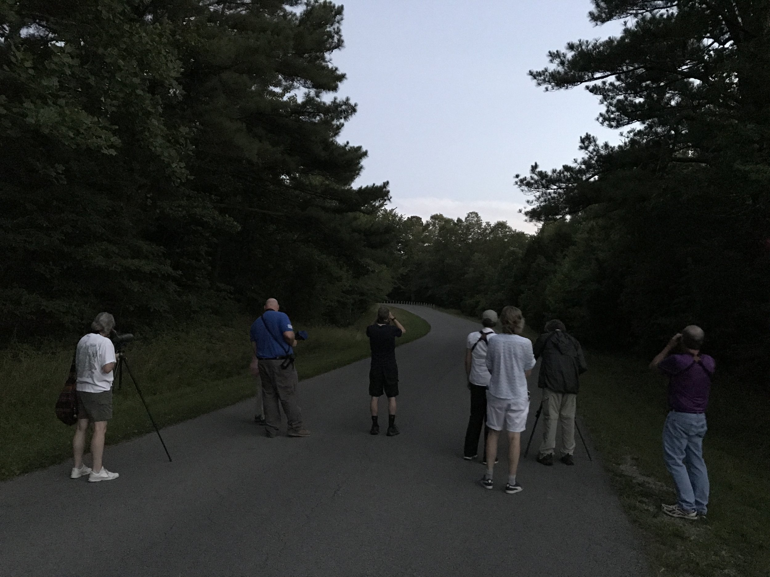 Night birding at Fern Clyffe