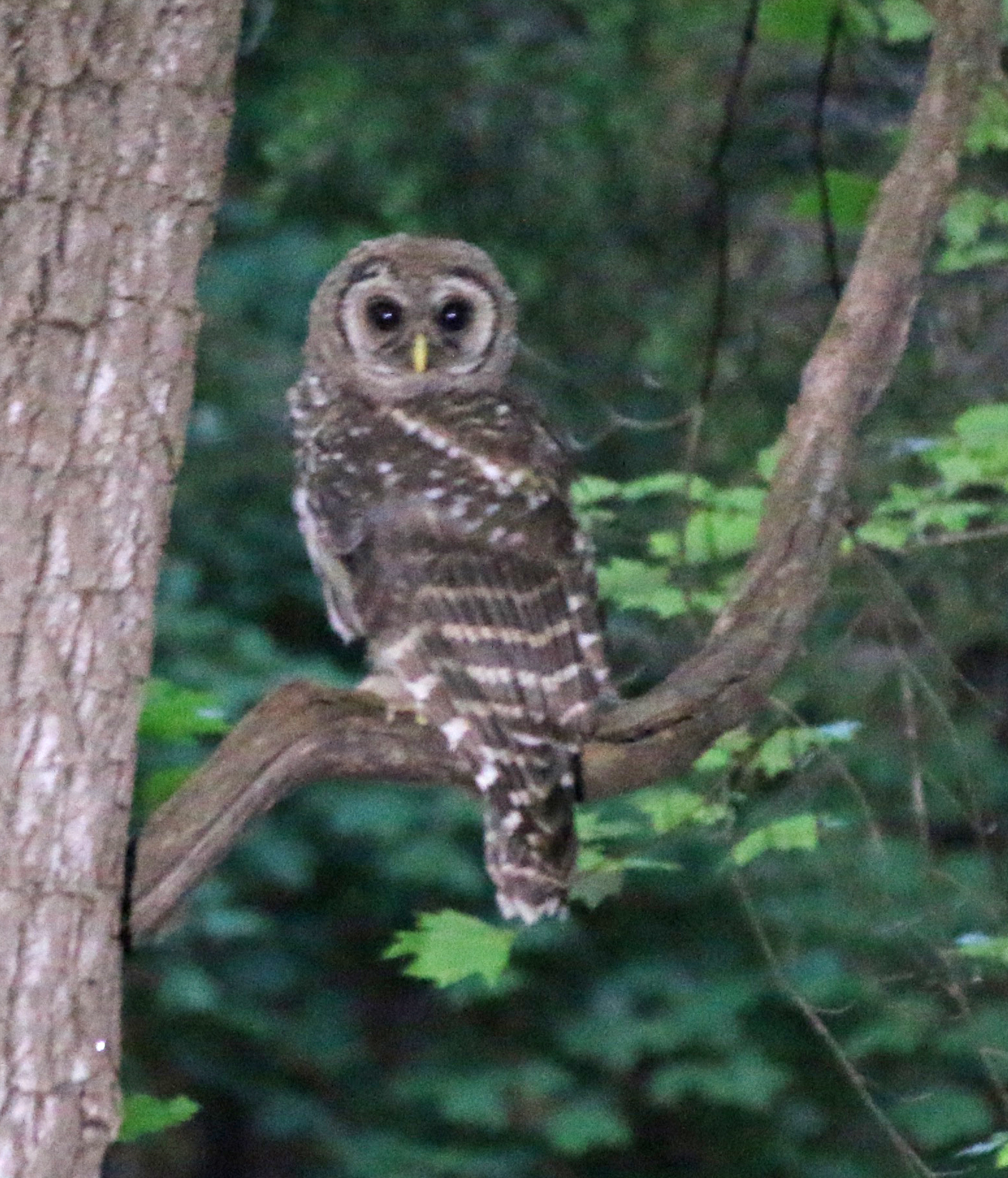 Barred Owl