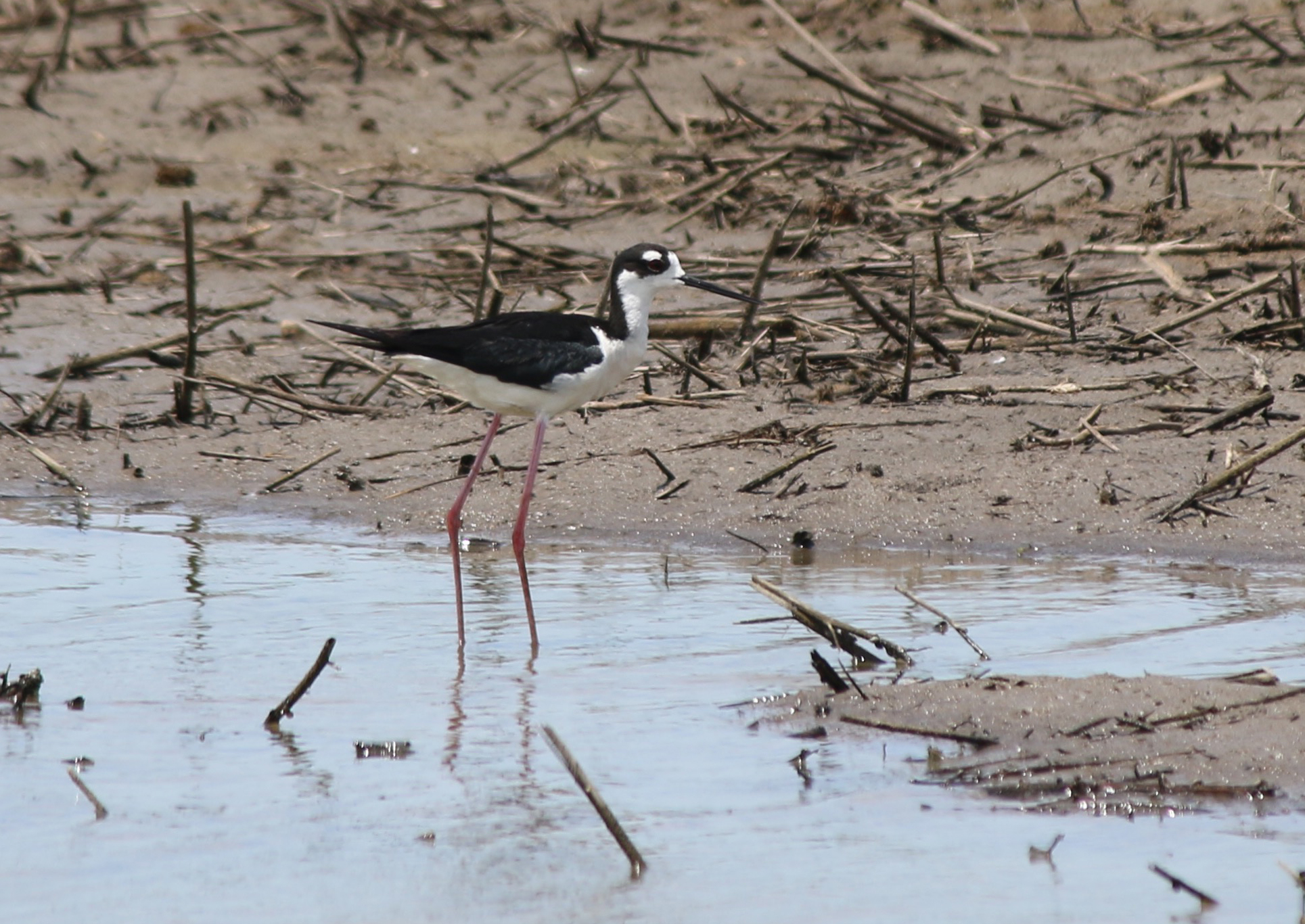 Black-necked Stilt