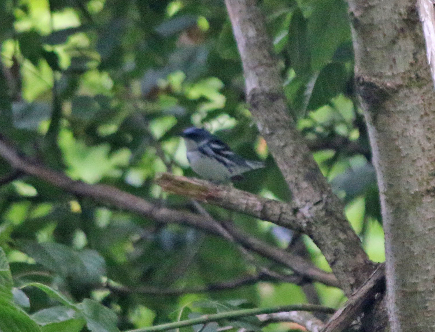 Cerulean Warbler