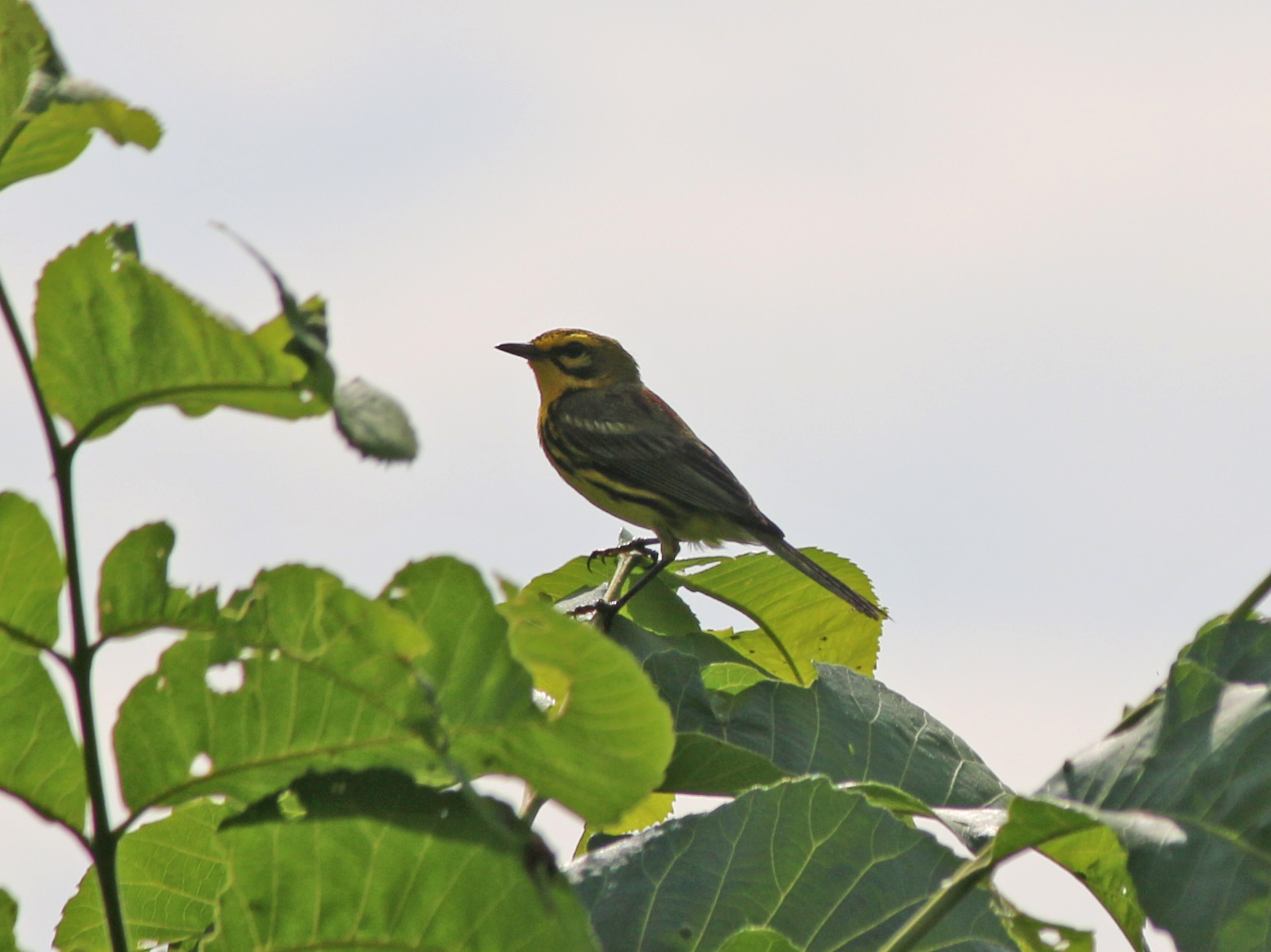 Prairie Warbler