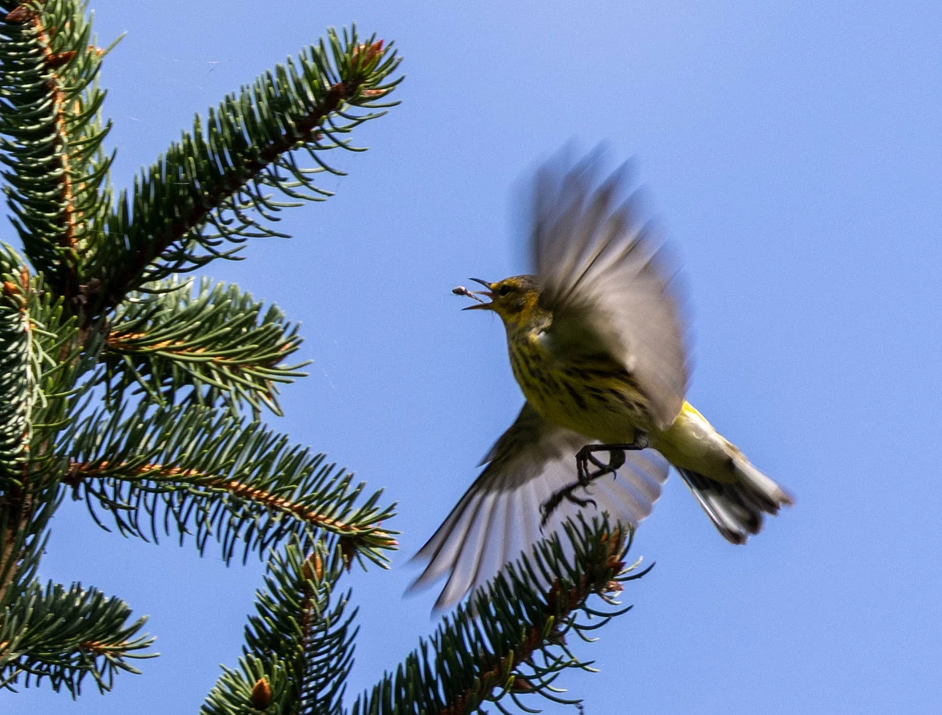 Facing left, a small bird with one blurred wing up and one down, beak open and tongue visible as it grabs an insect, with pine branches to the left.