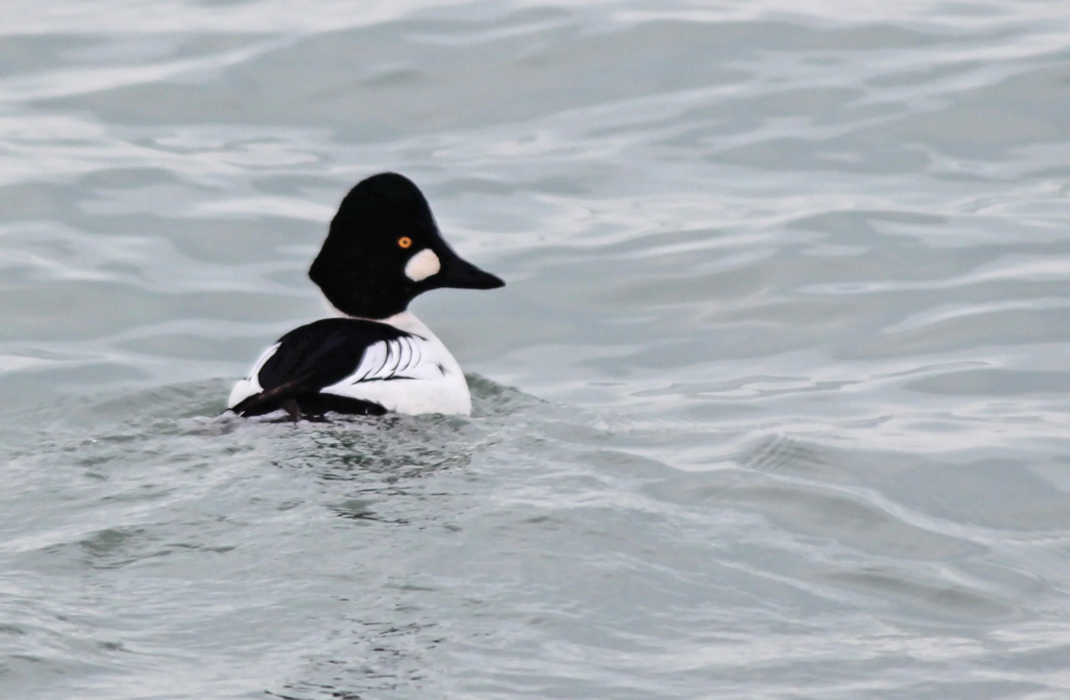 Winter Waterfowl Watch at Northerly Island