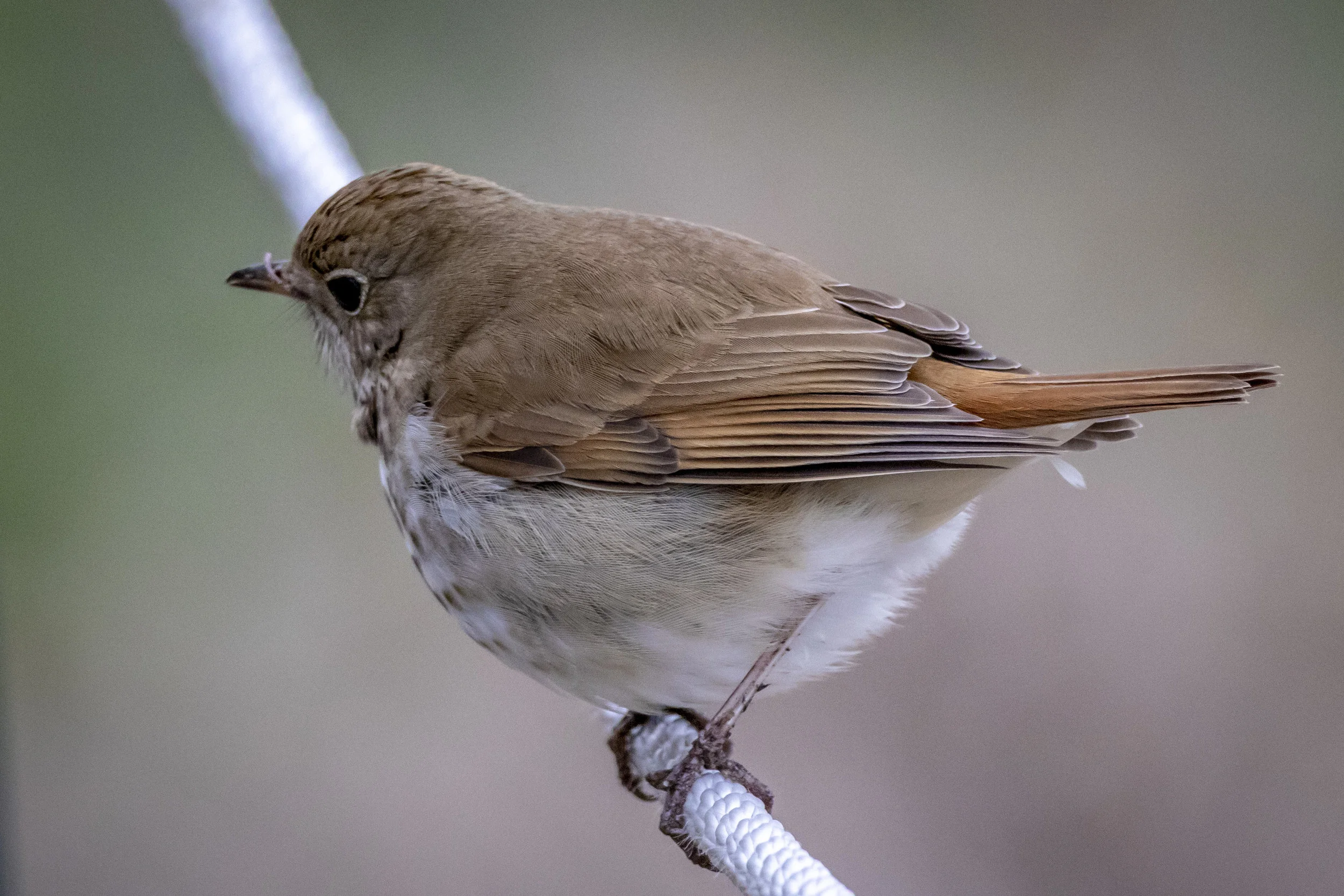 Hermit Thrush - photo by Ira Satinover