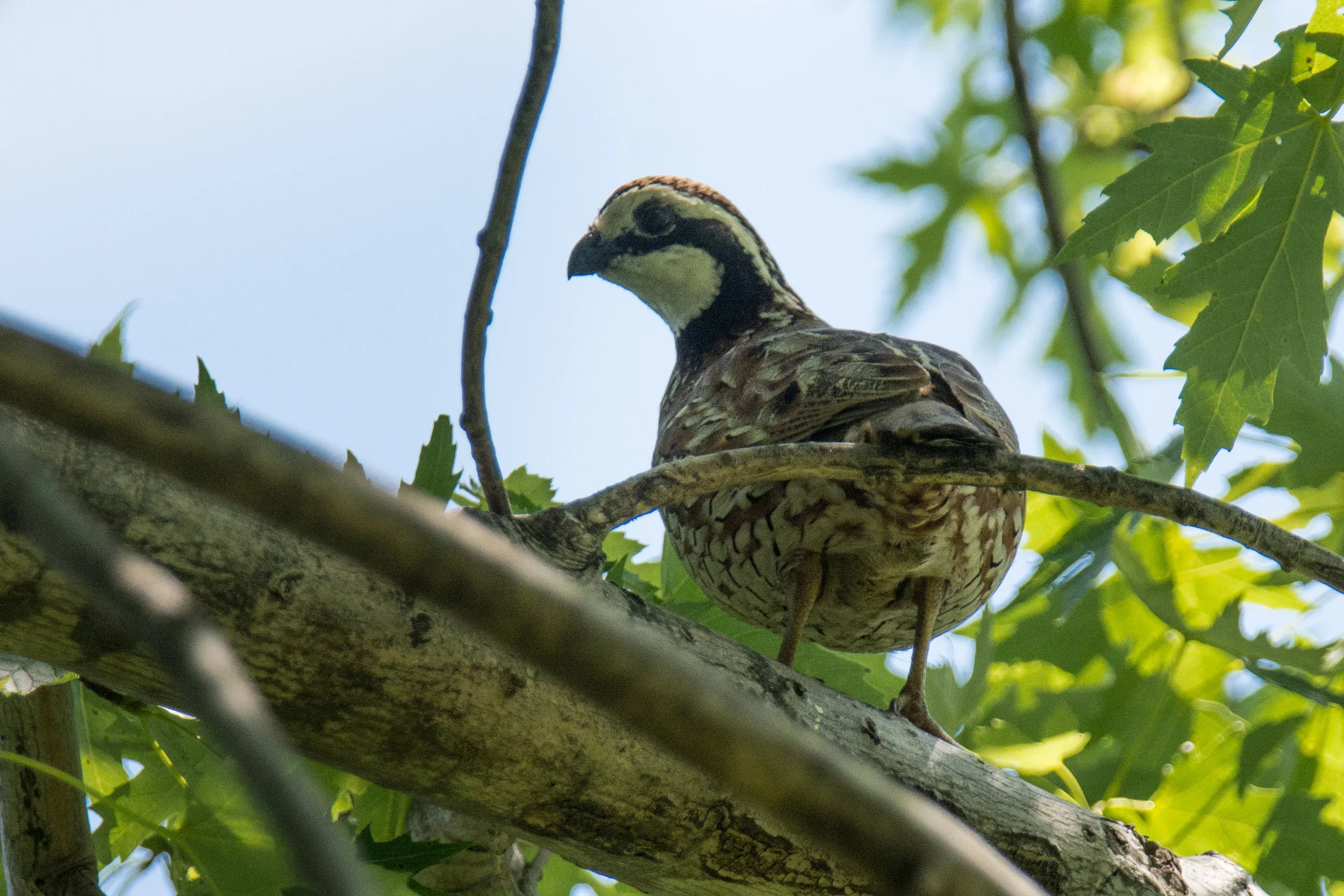 DSC_5732-2.jpg