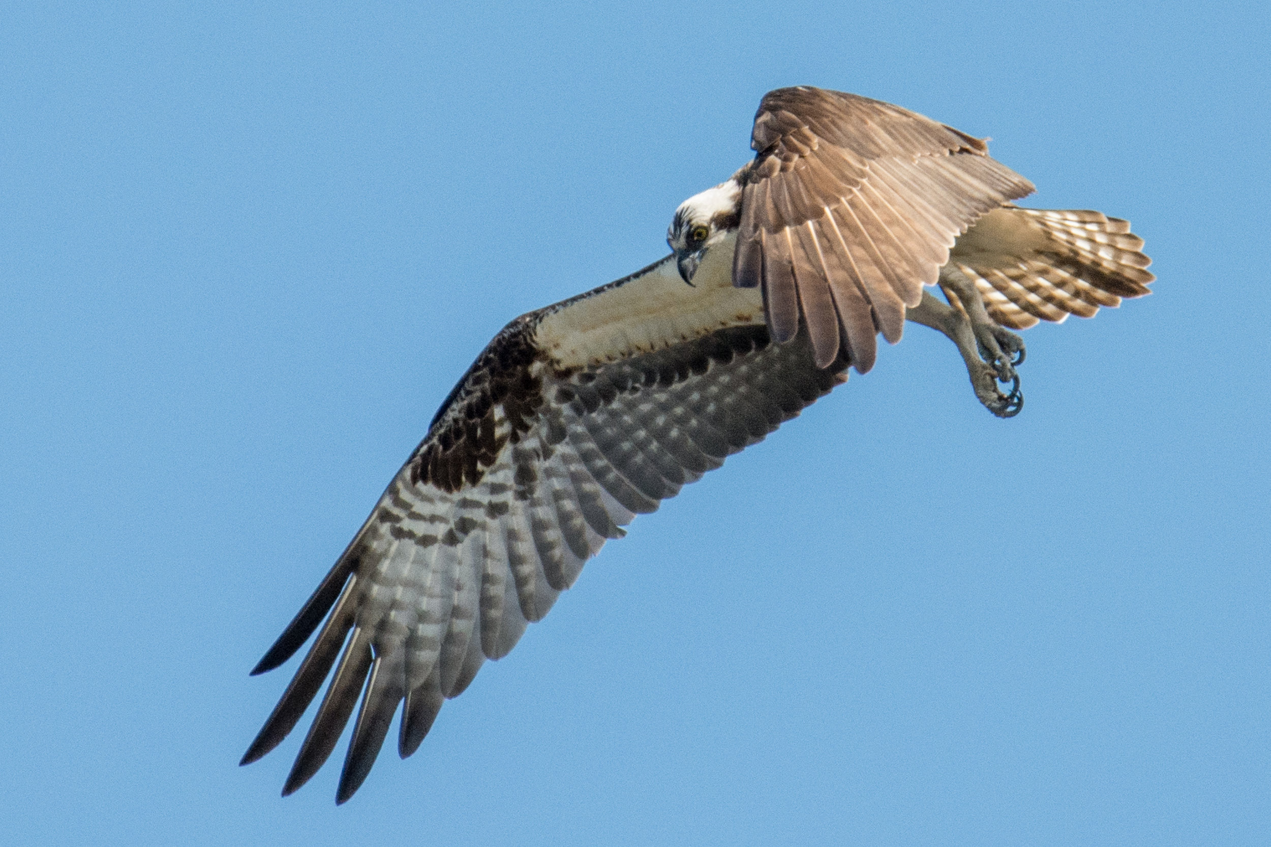 Dan's Feathursday Feature: Osprey — Chicago Ornithological Society