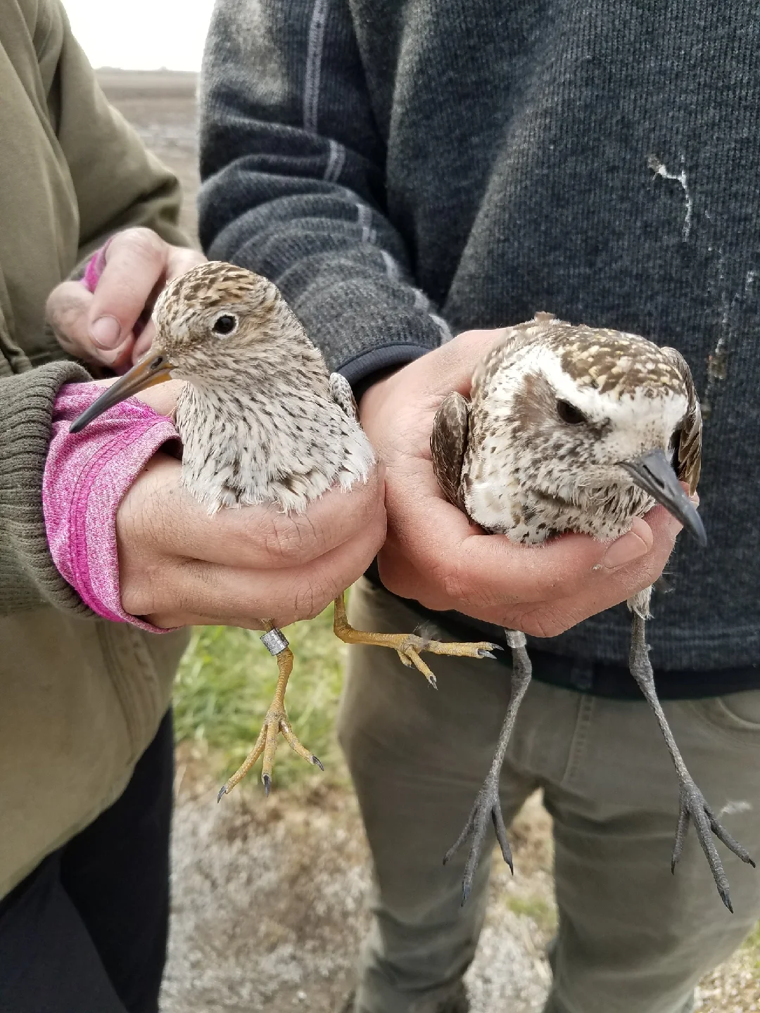 Supporting Shorebird Research