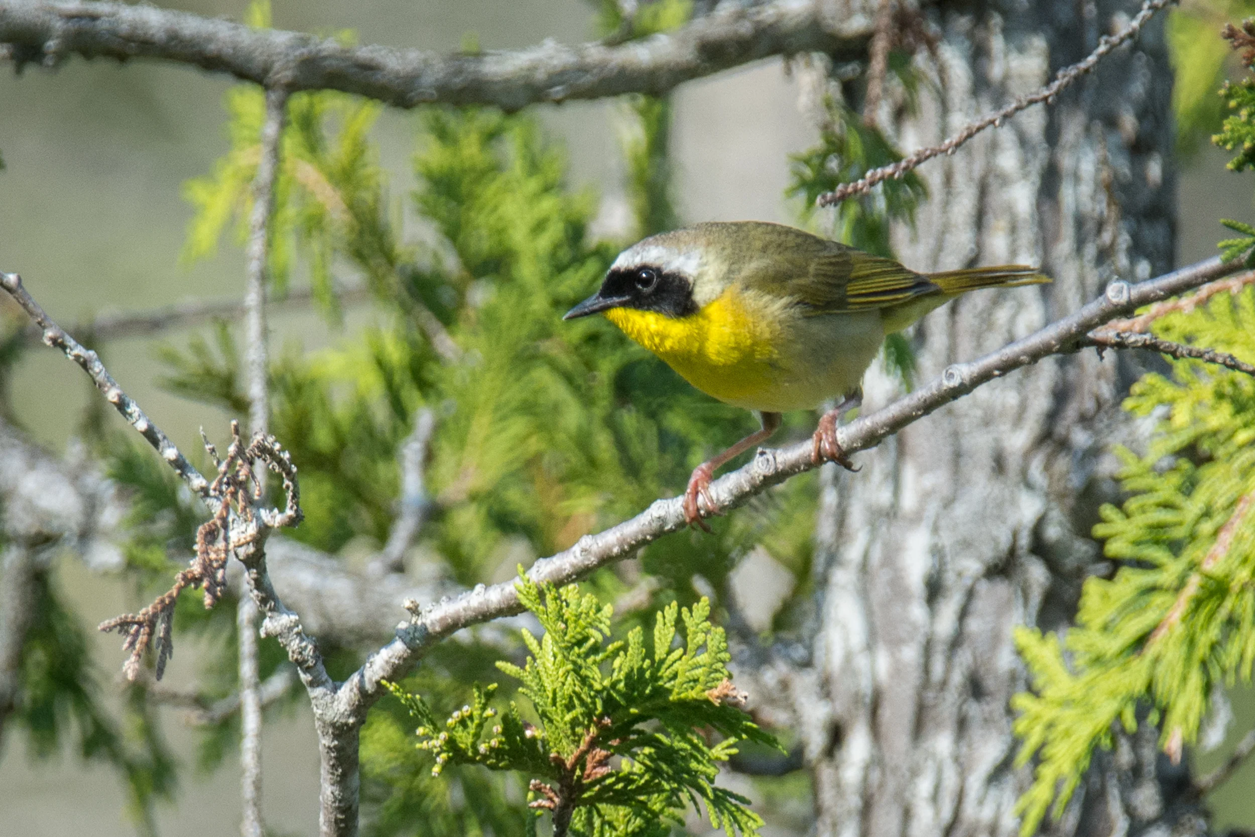Male Common Yellowthroat