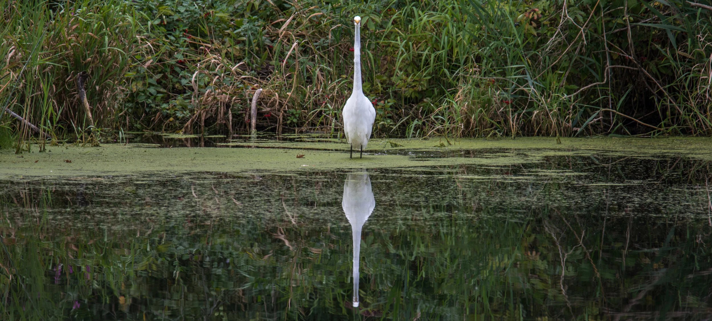 DSC_0832.jpg