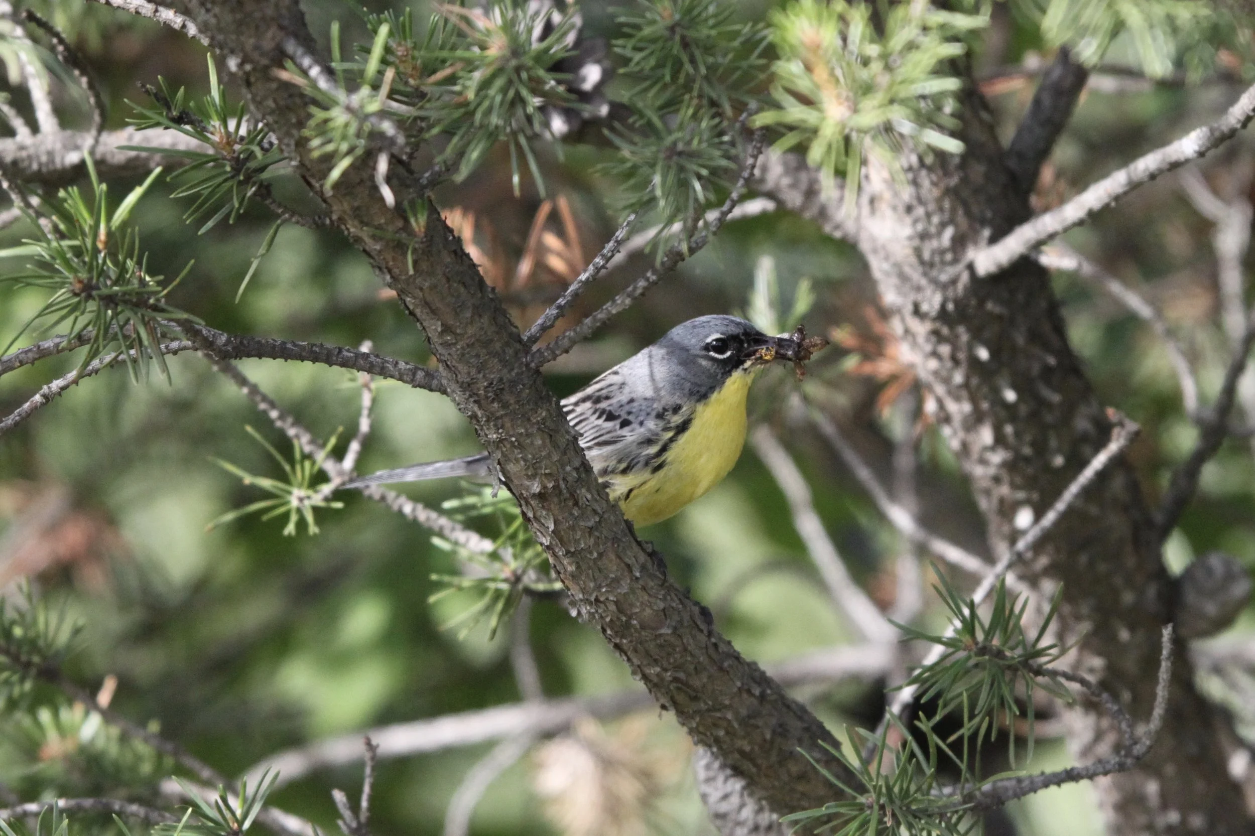 Kirtland’s warbler, the summer sequel: 1,500 miles and an ocean away