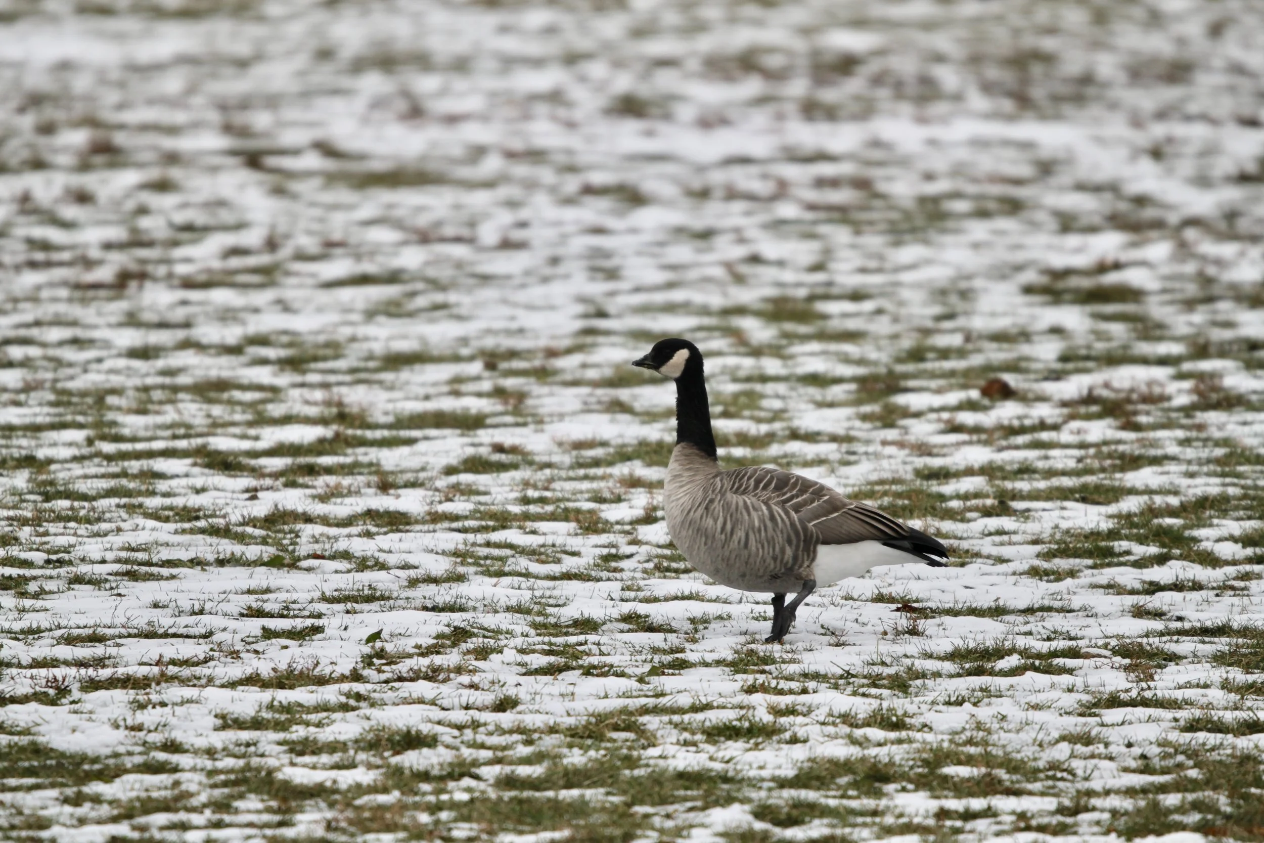 Identifying a Cackling Goose is Far from a Trivial Pursuit