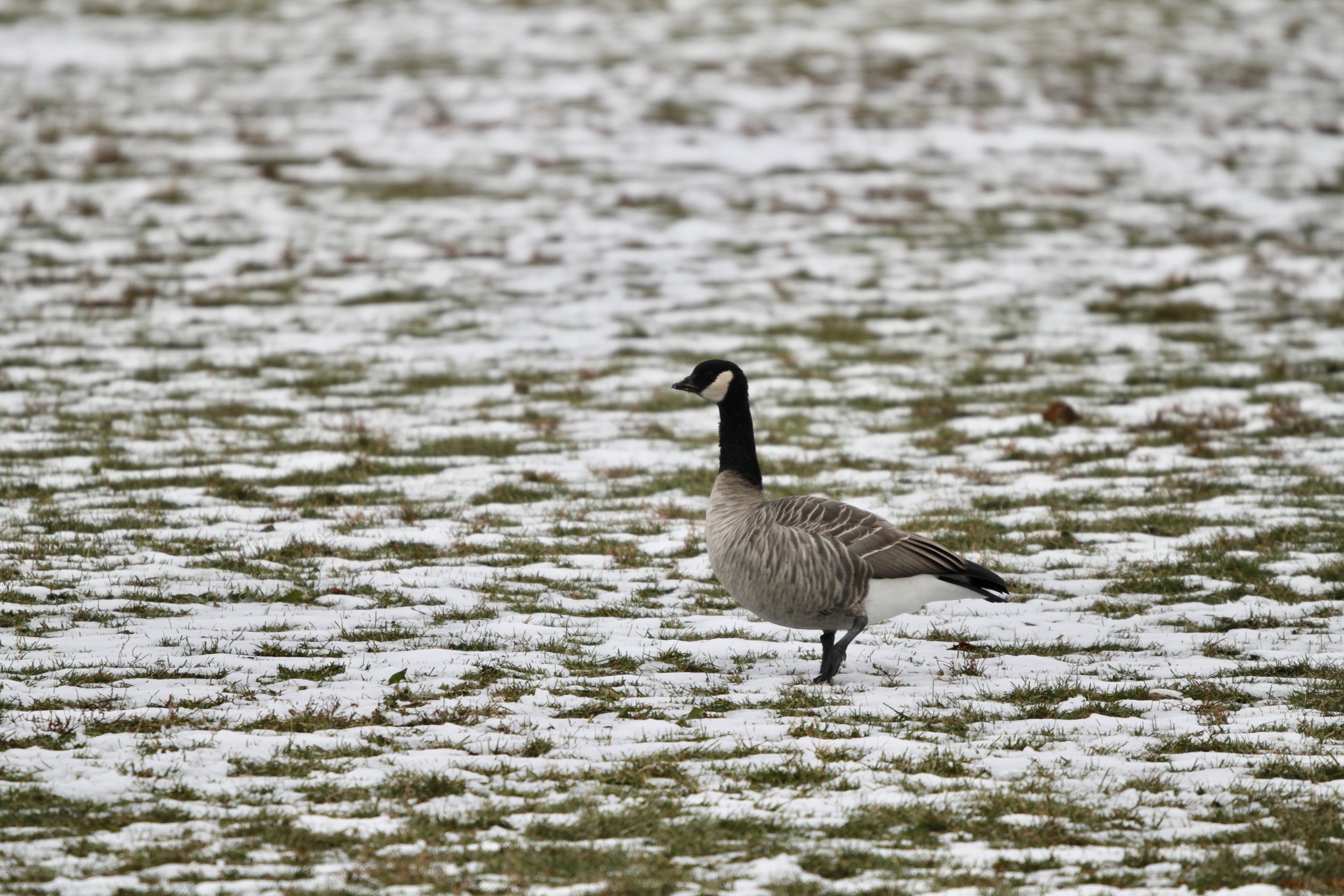 A Cackling Goose present in Calumet Park in Chicago in November 2018.