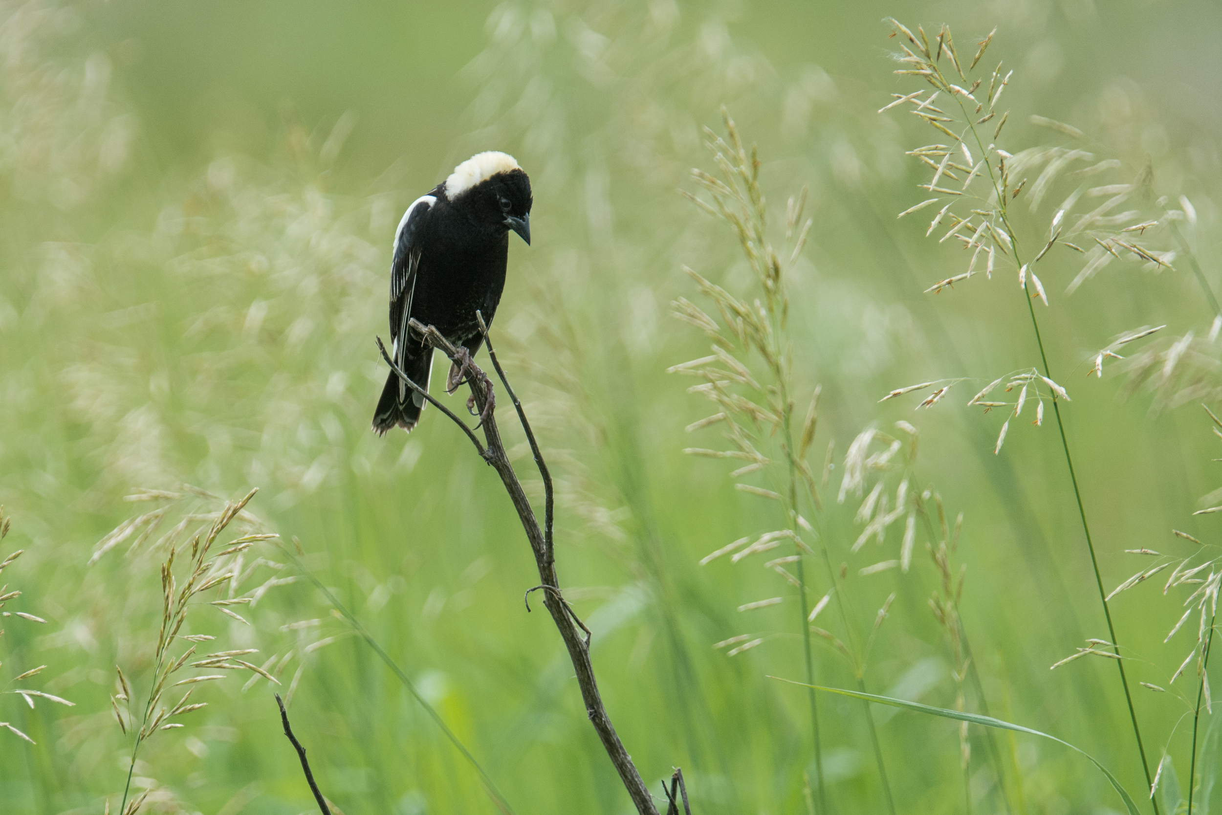 Bobolink.jpg