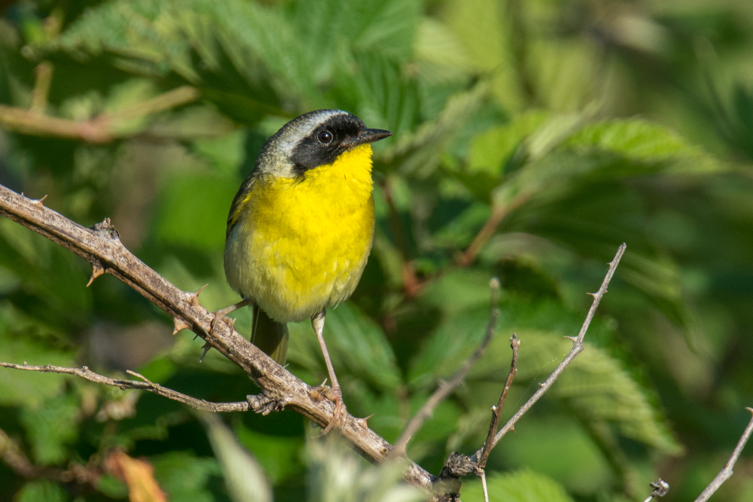 Common Yellowthroat.jpg