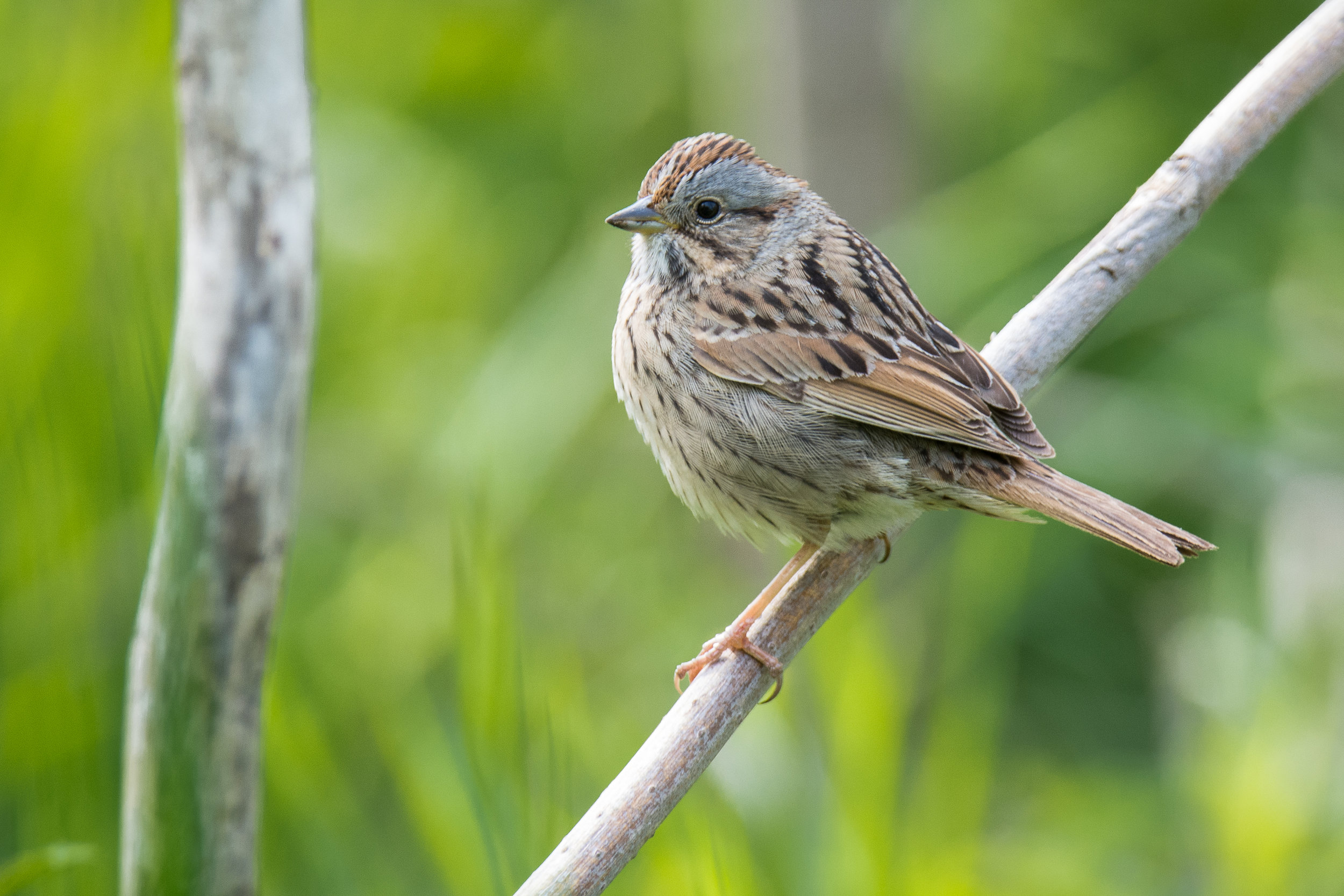 Lincoln's Sparrow.jpg