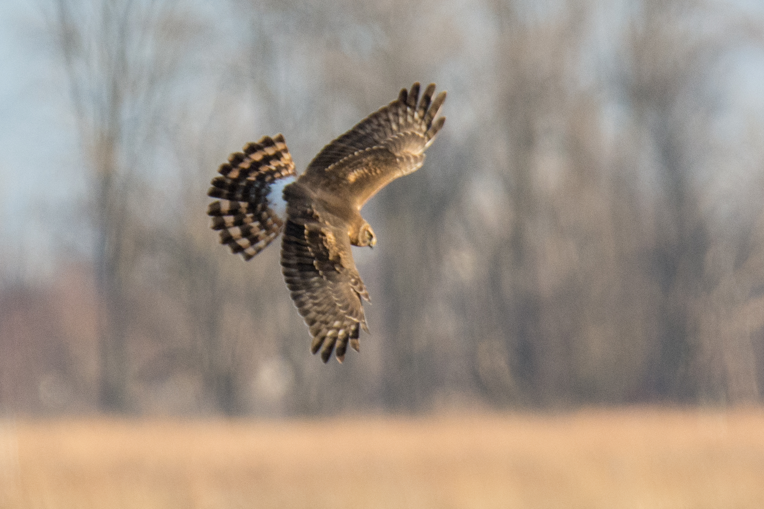 Northern Harrier.jpg
