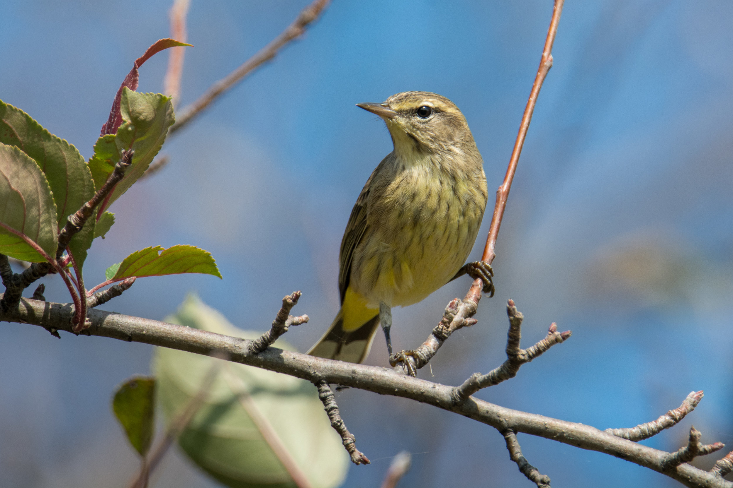 Palm Warbler.jpg