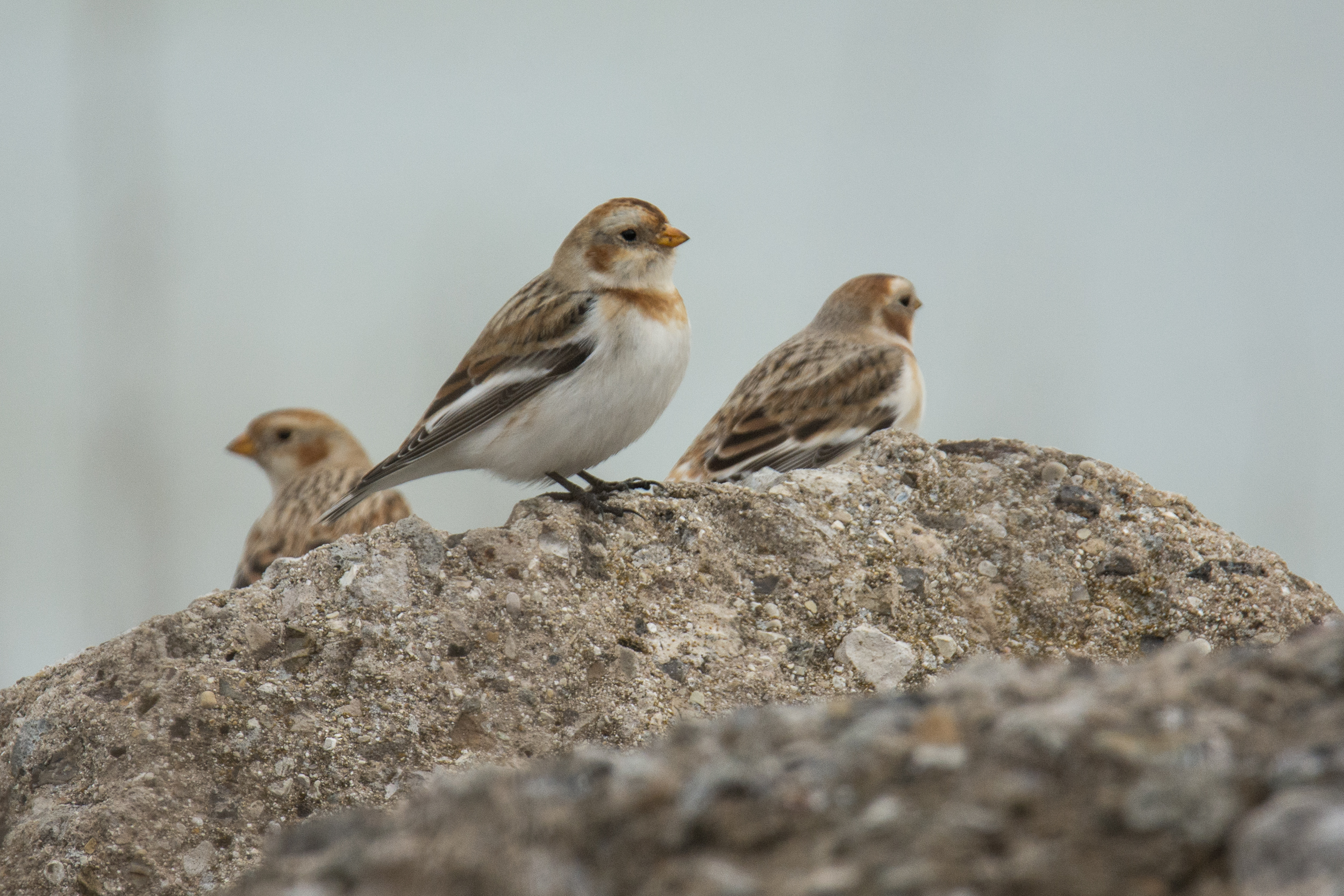 Snow Bunting.jpg