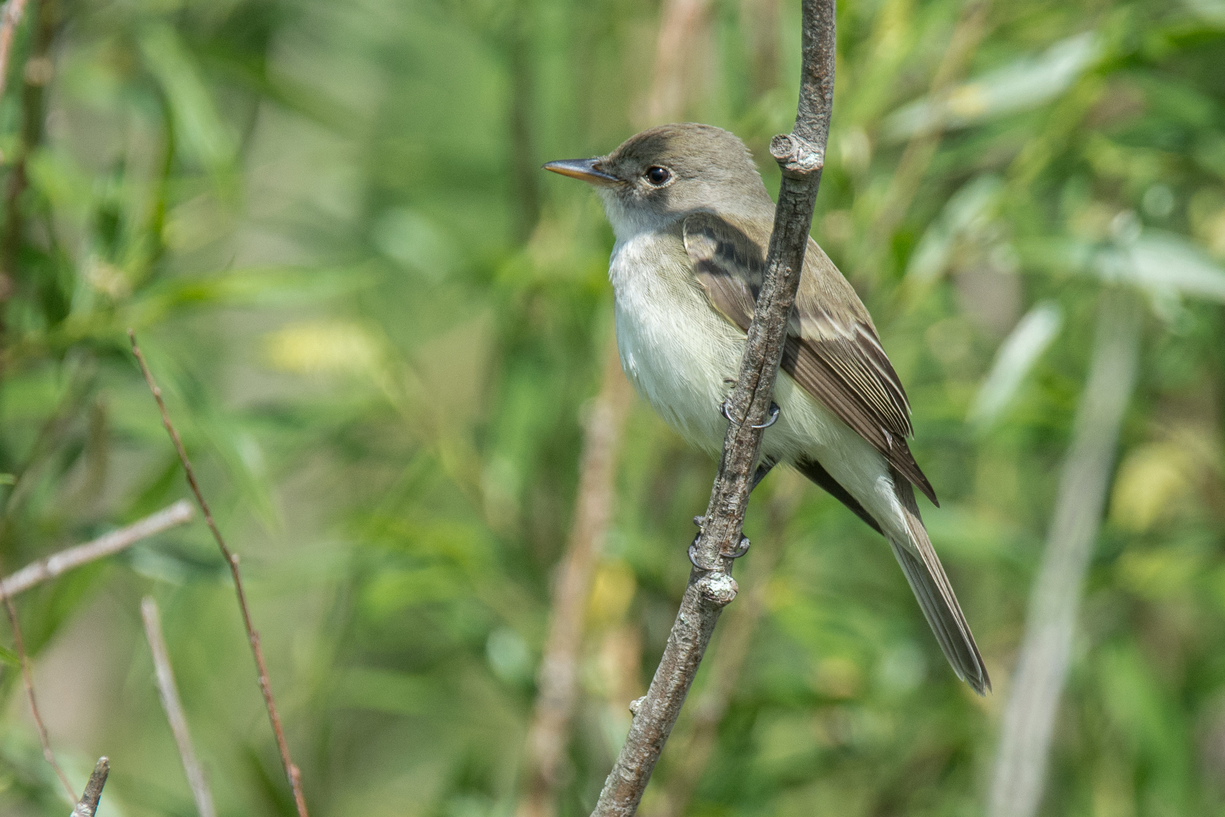 Willow Flycatcher.jpg