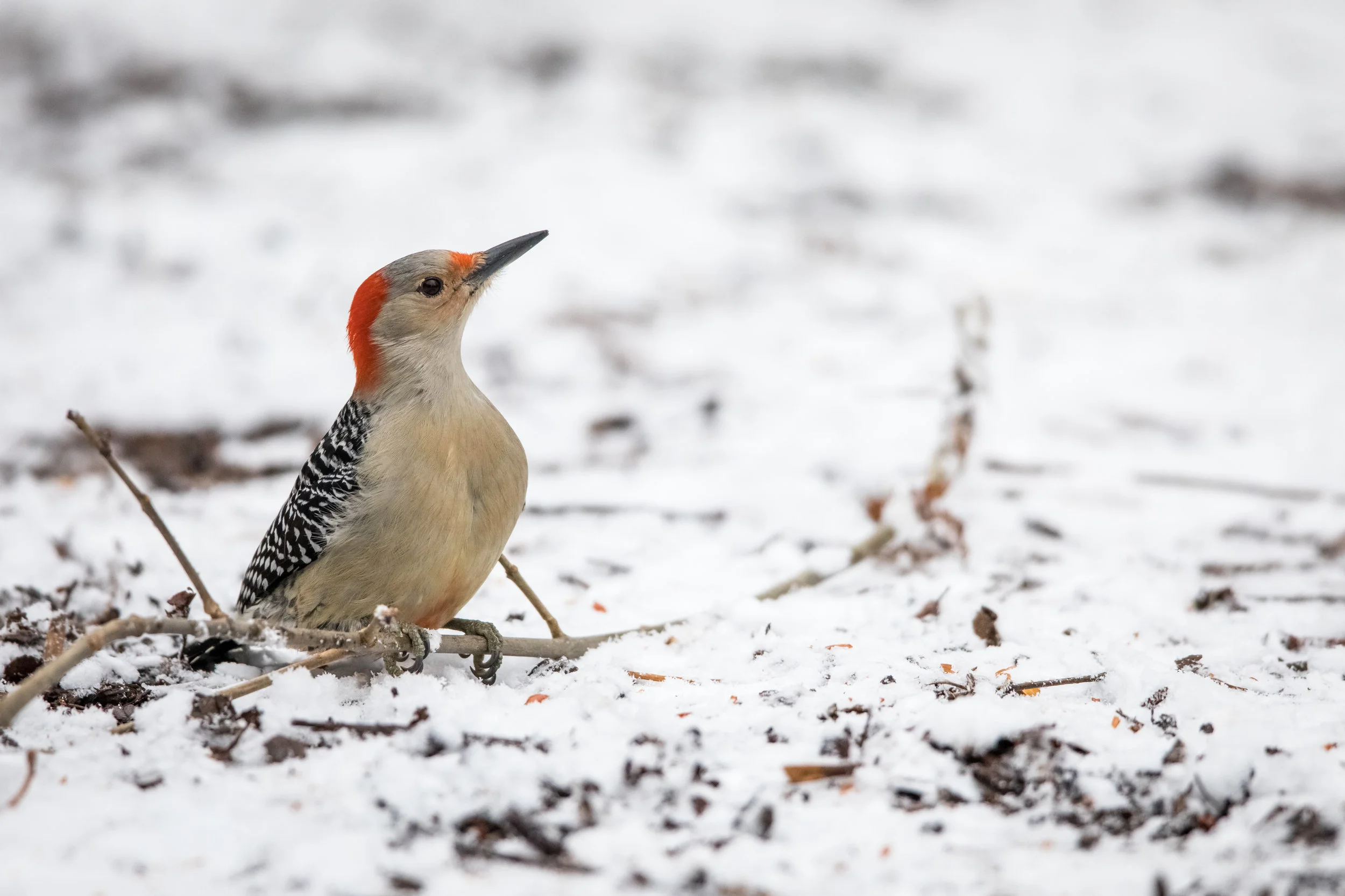 Red-Bellied Woodpecker. Photo by Jeff Goldberg - https://www.facebook.com/jeffagoldberg and/or Instagram at https://www.instagram.com/always.moving .