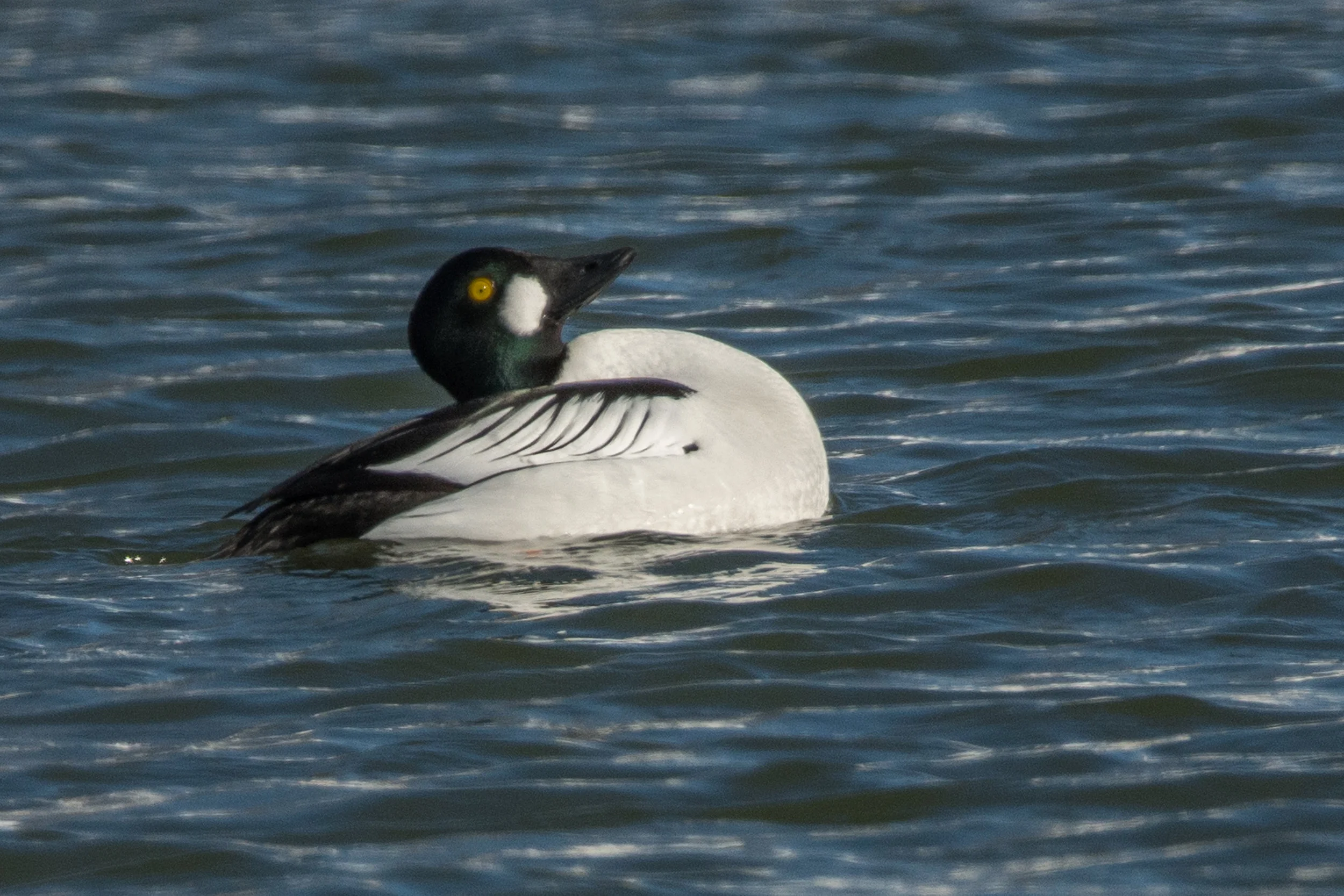 DSC_9926-2.jpg
