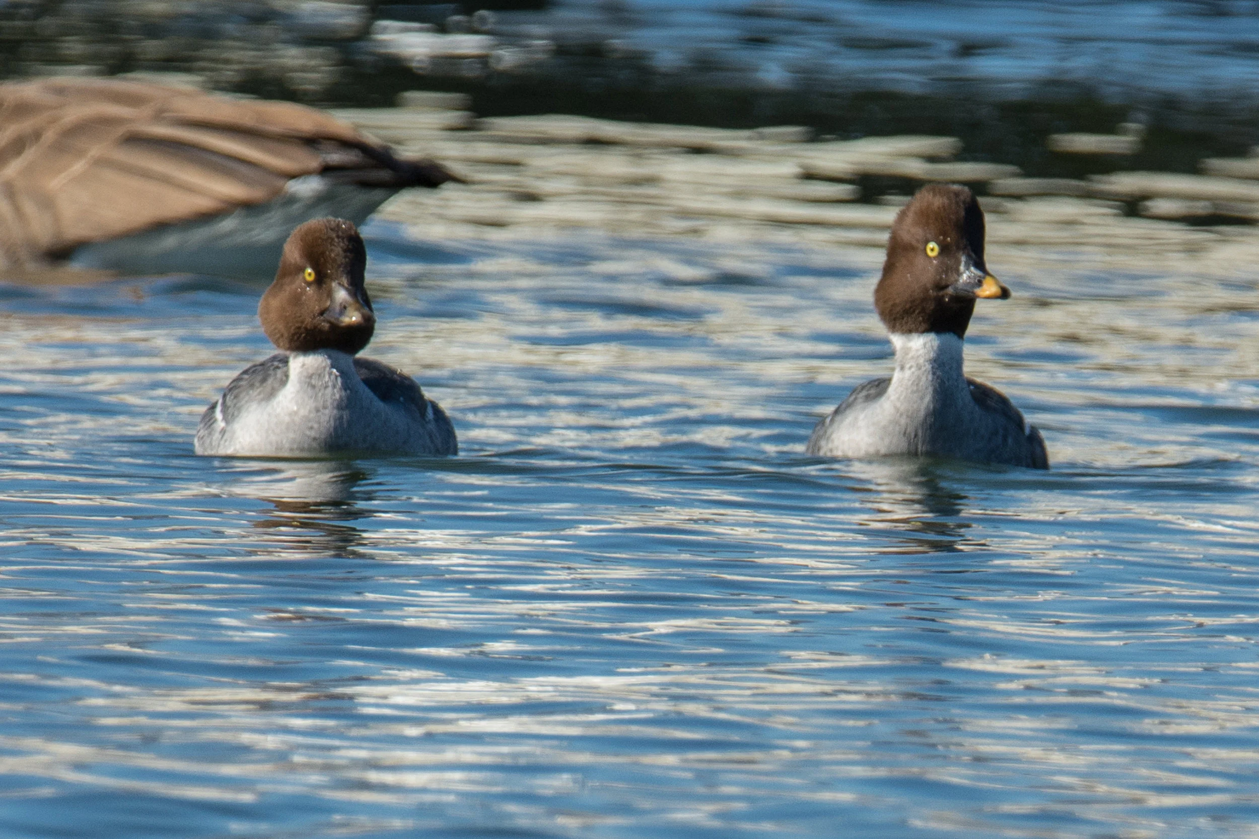 DSC_8216-2.jpg