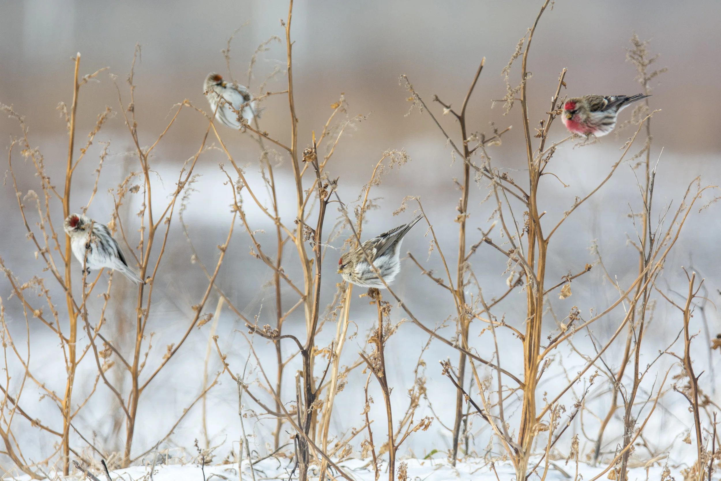 DSC_7787-3.jpg