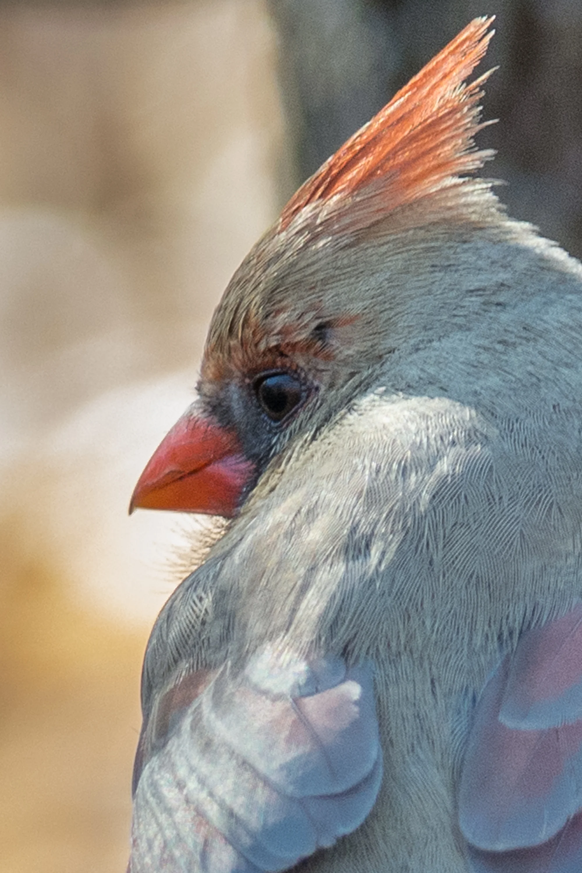 DSC_9427.jpg