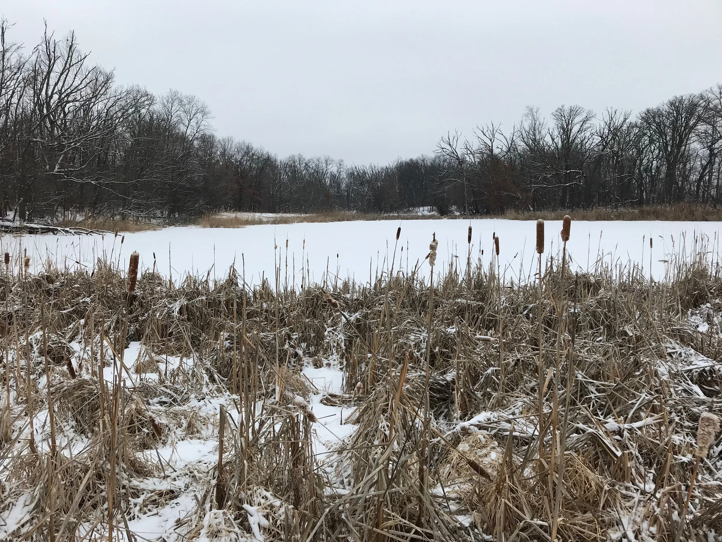 Finding Nuthatches for Audubon Climate Watch Proves Thorny