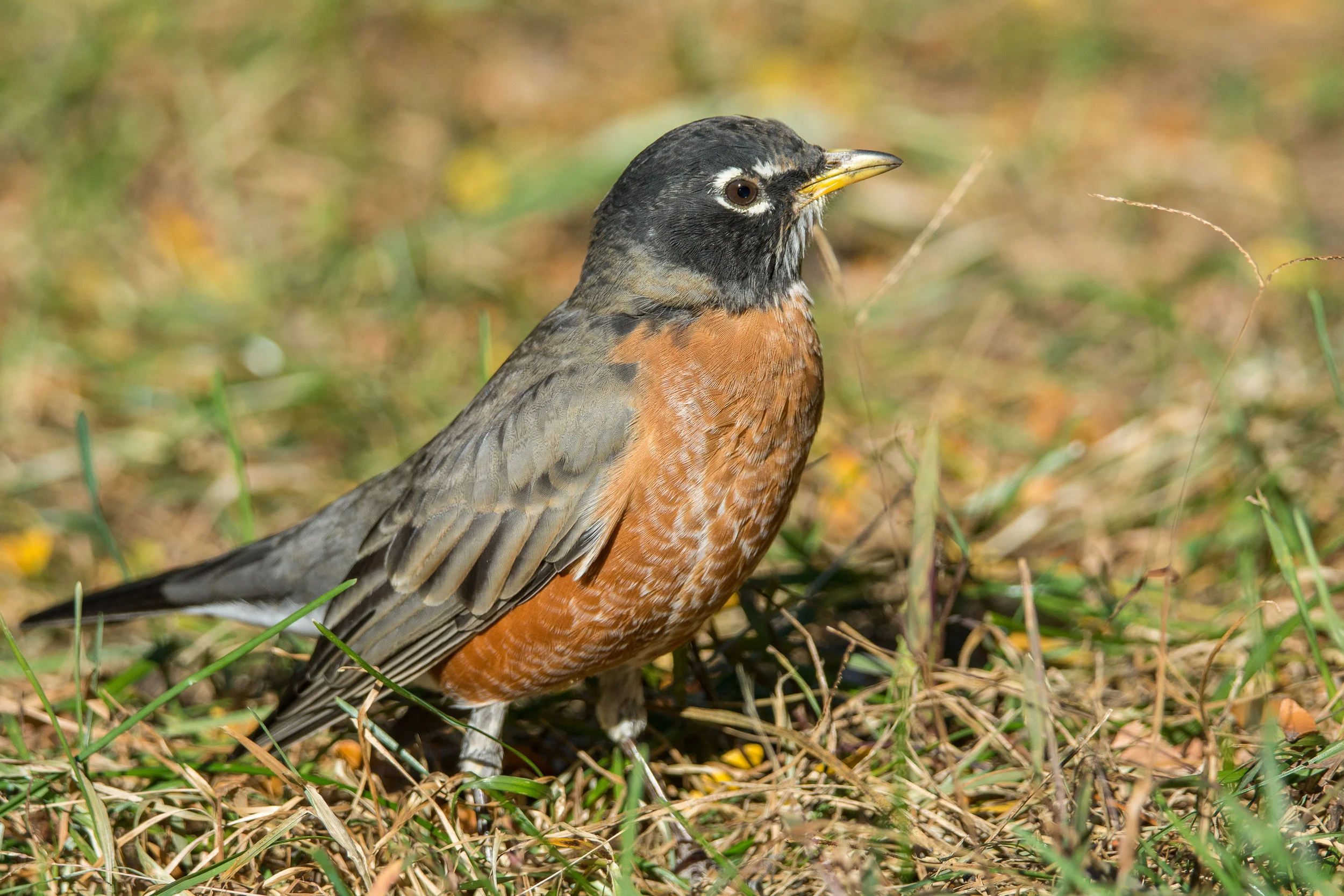 DSC_6090-2.jpg
