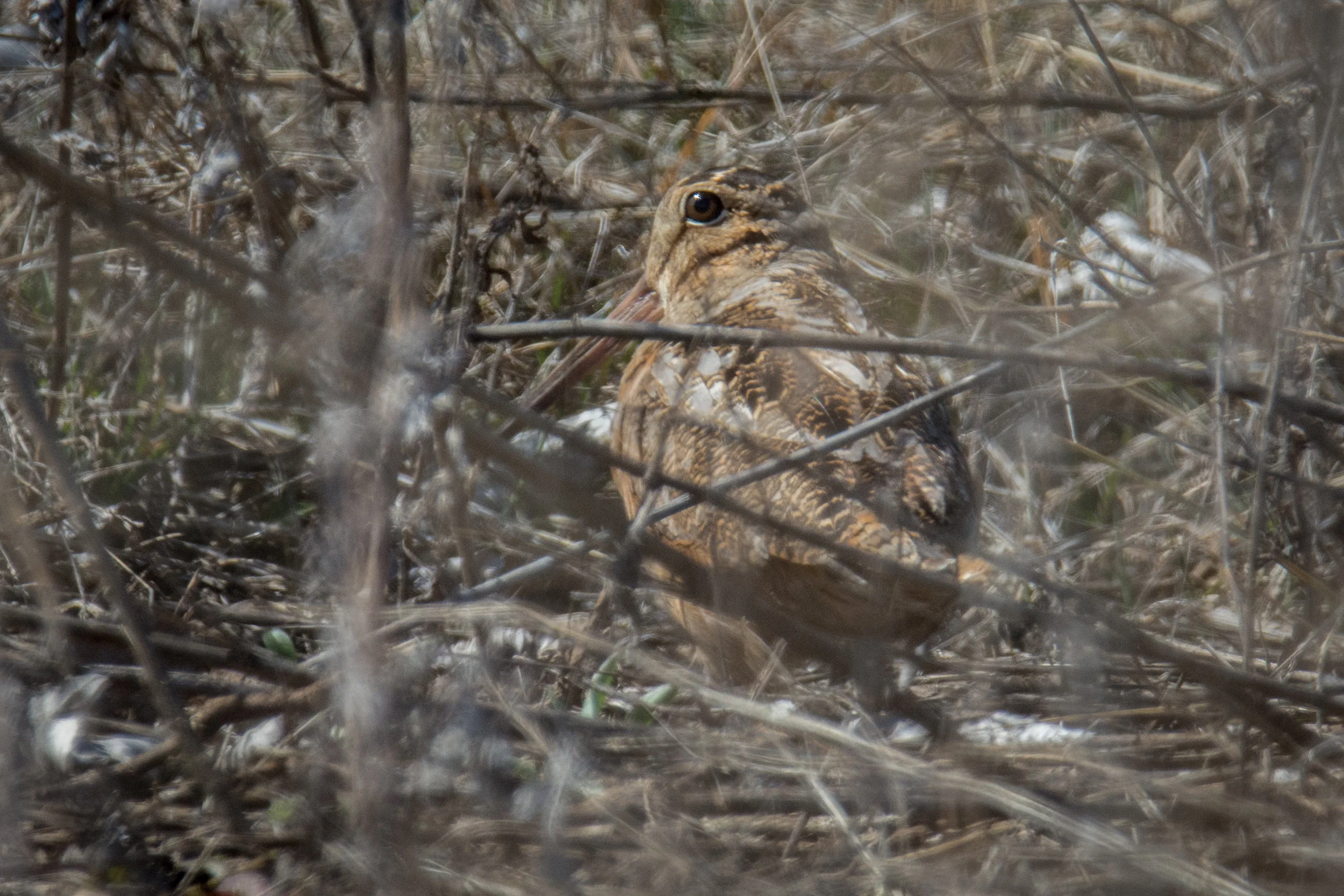 DSC_6067.jpg