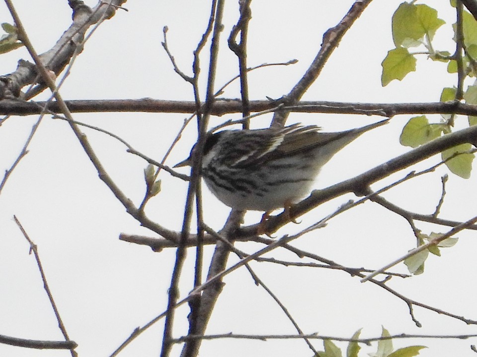 Blackpoll Warbler